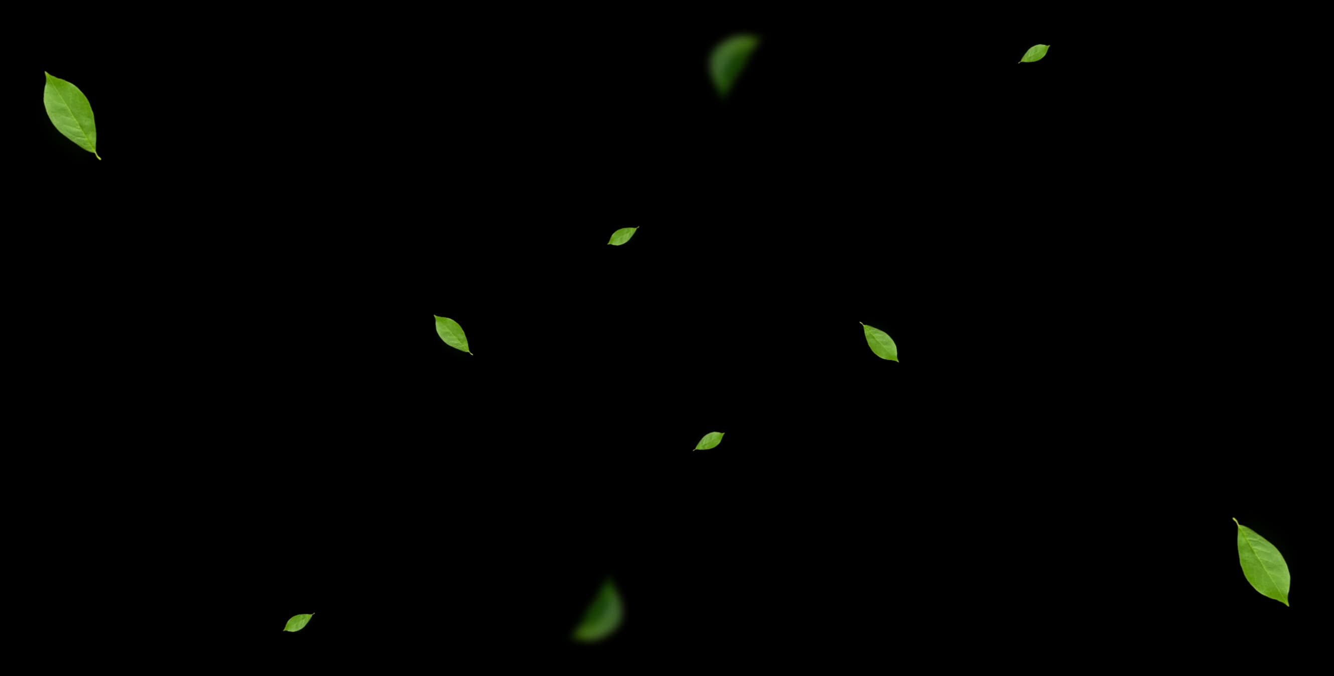 Green leaves background