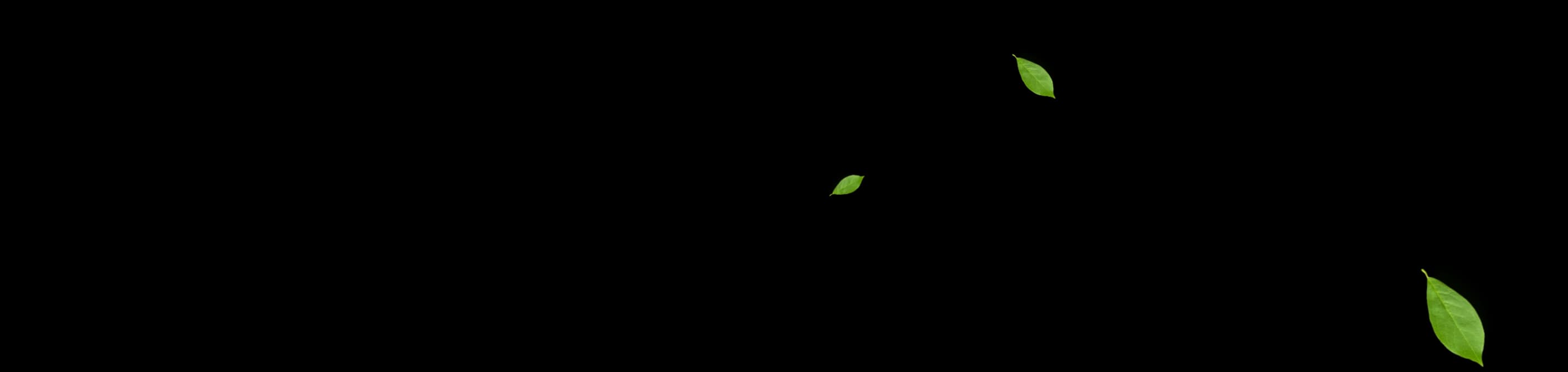 Green leaves background